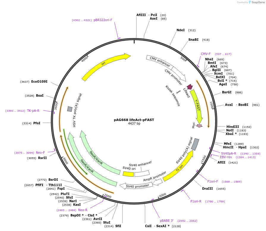 172866-plasmid-map-sequence-id-353707