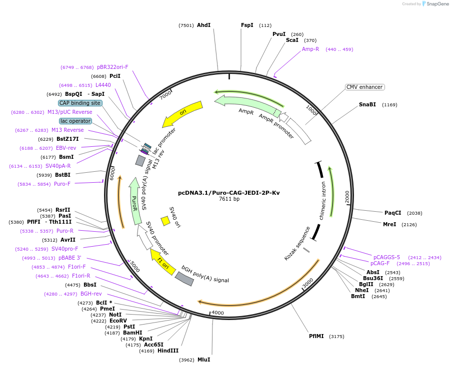 179462-plasmid-map-sequence-id-353717