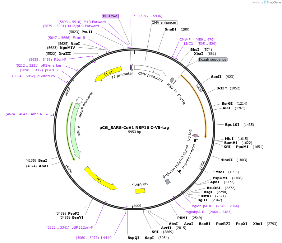 179965-plasmid-map-sequence-id-353720