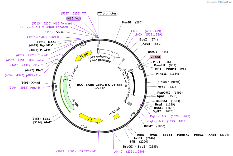 179966-plasmid-map-sequence-id-353722