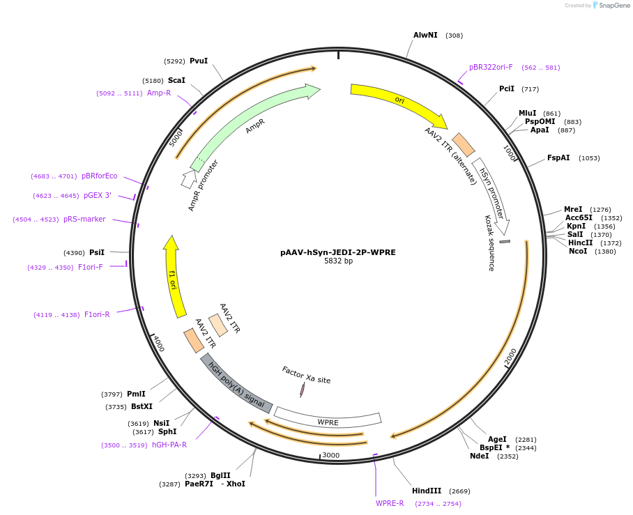 179464-plasmid-map-sequence-id-353725
