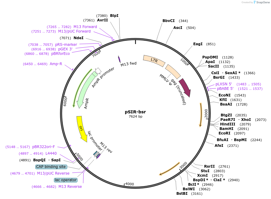 176507-plasmid-map-sequence-id-353734