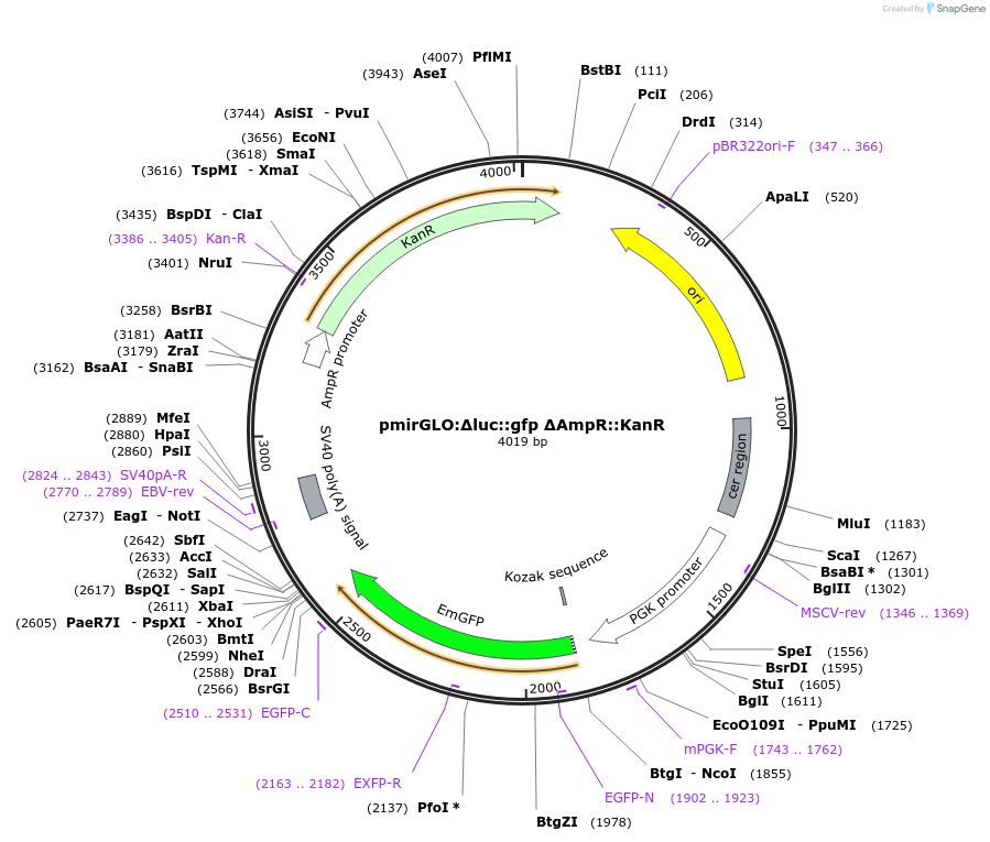 176640-plasmid-map-sequence-id-353743