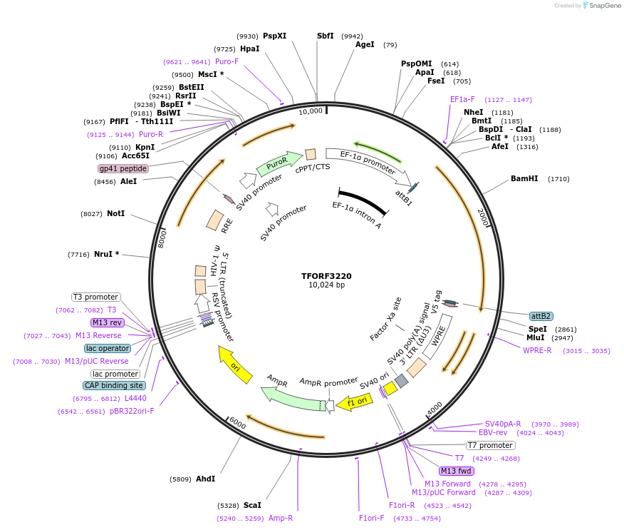 144696-plasmid-map-sequence-id-353746