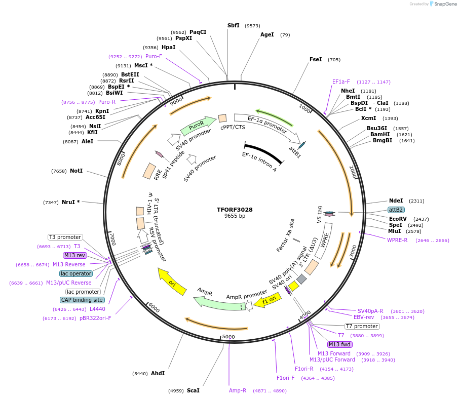 144504-plasmid-map-sequence-id-353747