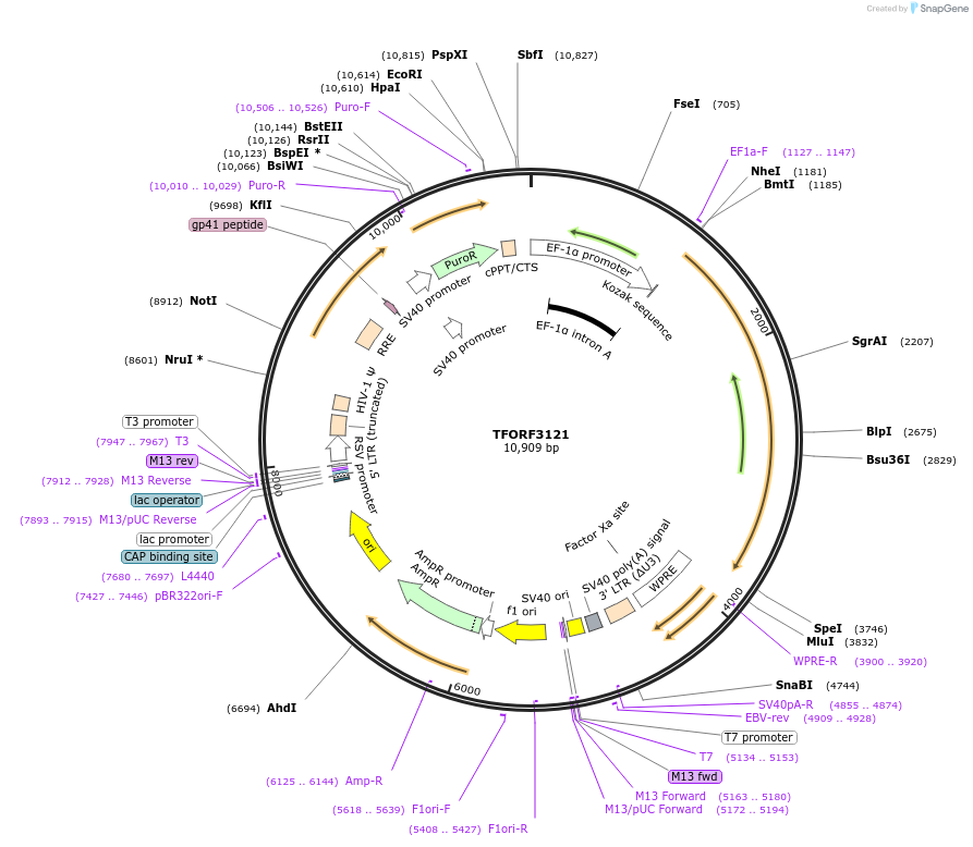 144597-plasmid-map-sequence-id-353748