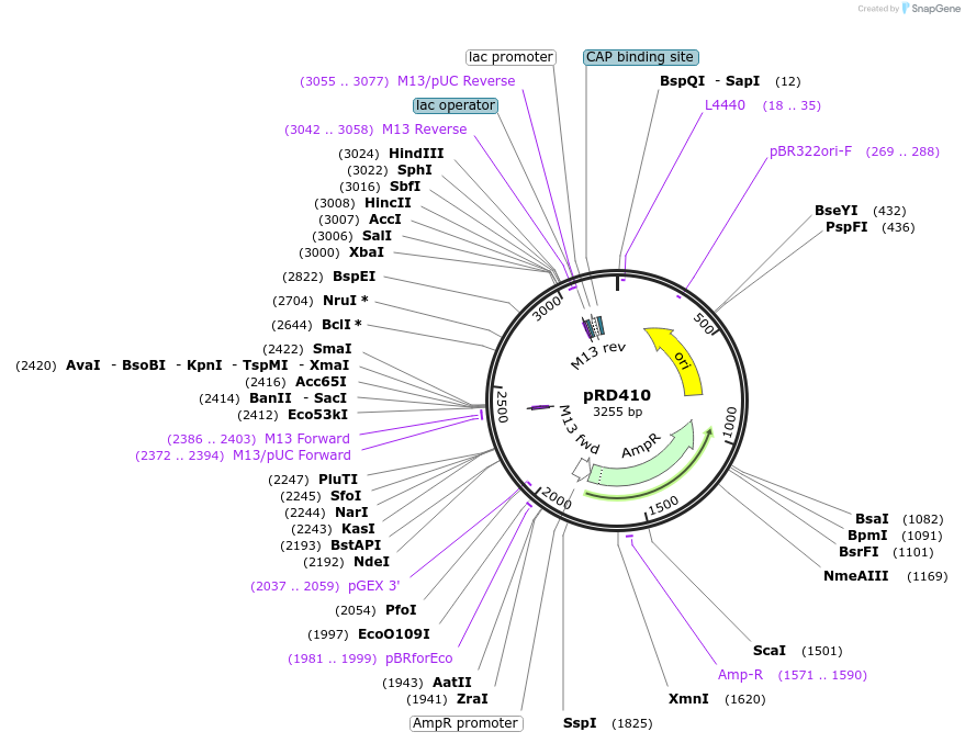 178200-plasmid-map-sequence-id-353753