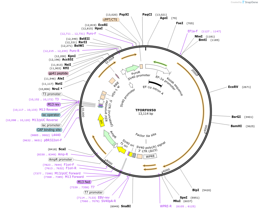 143453-plasmid-map-sequence-id-353755