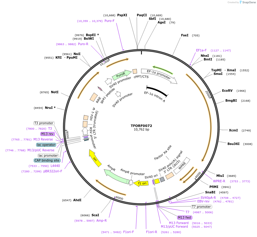 142447-plasmid-map-sequence-id-353760