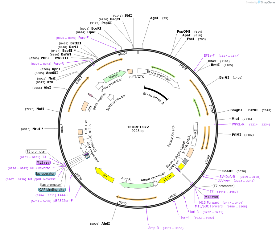 143467-plasmid-map-sequence-id-353785