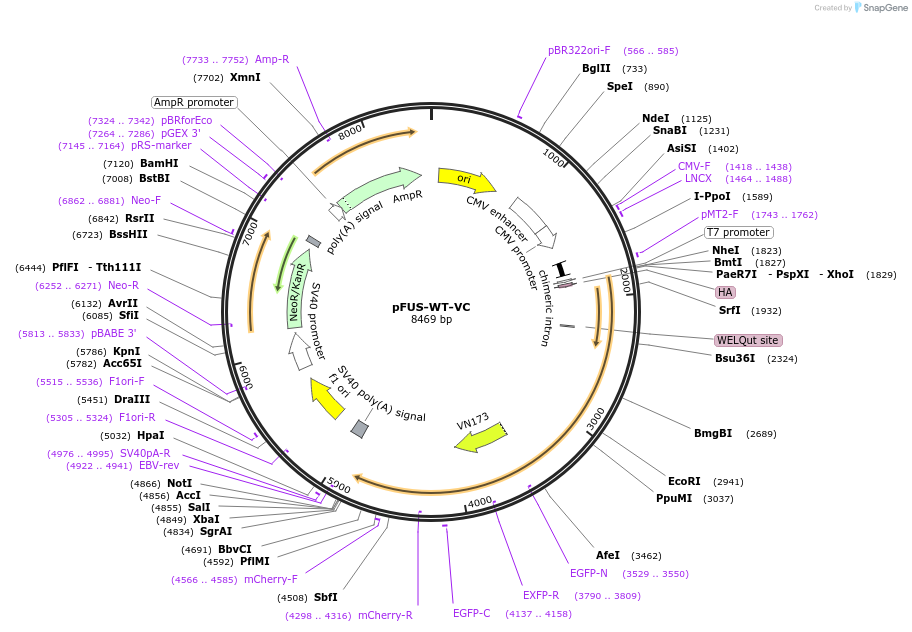 175068-plasmid-map-sequence-id-353791