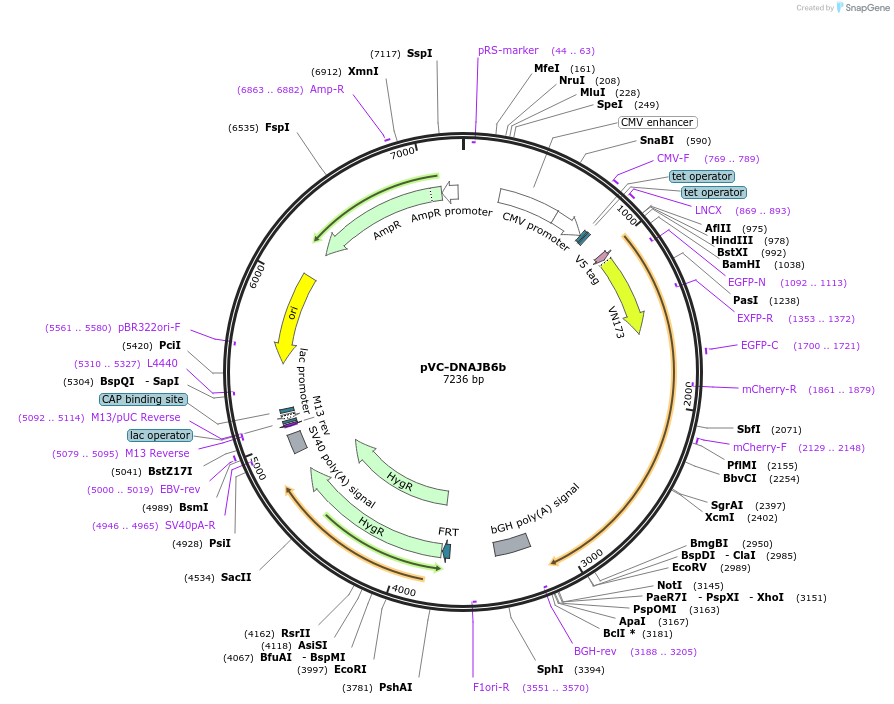 175065-plasmid-map-sequence-id-353794