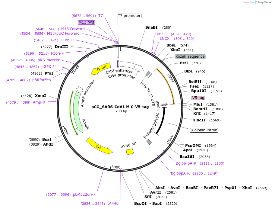 179967-plasmid-map-sequence-id-353798