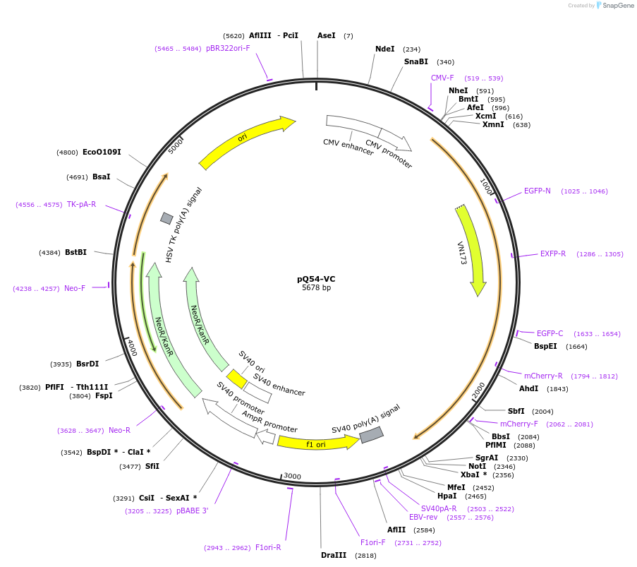175060-plasmid-map-sequence-id-353799