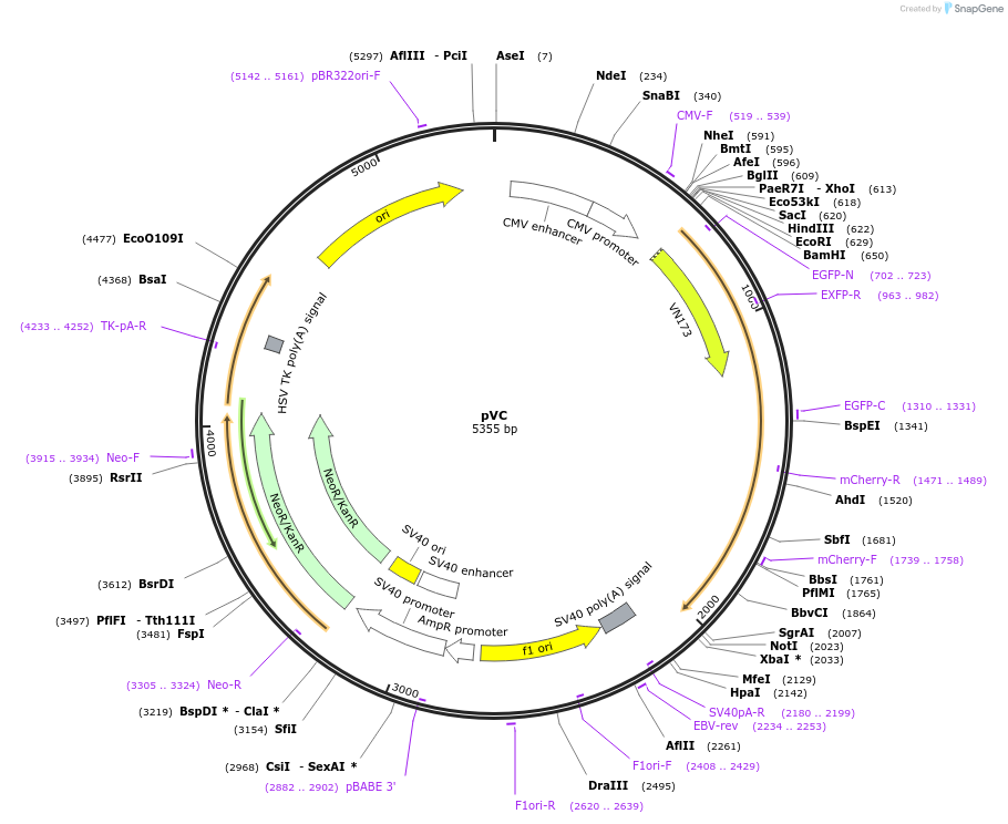 175063-plasmid-map-sequence-id-353801