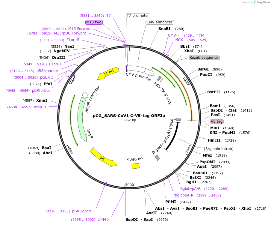179969-plasmid-map-sequence-id-353804