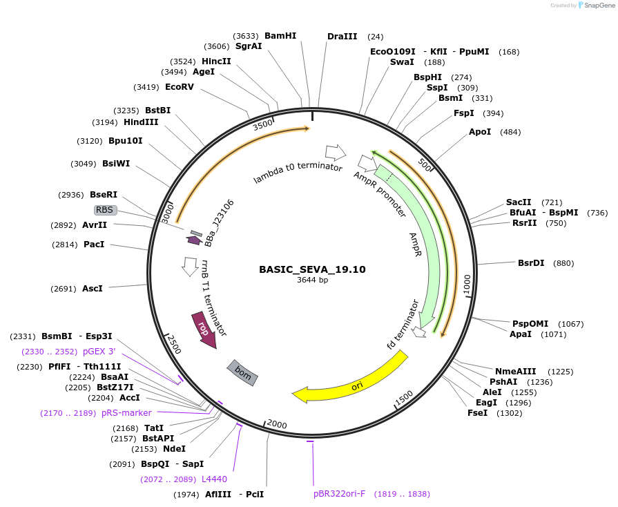178916-plasmid-map-sequence-id-353827