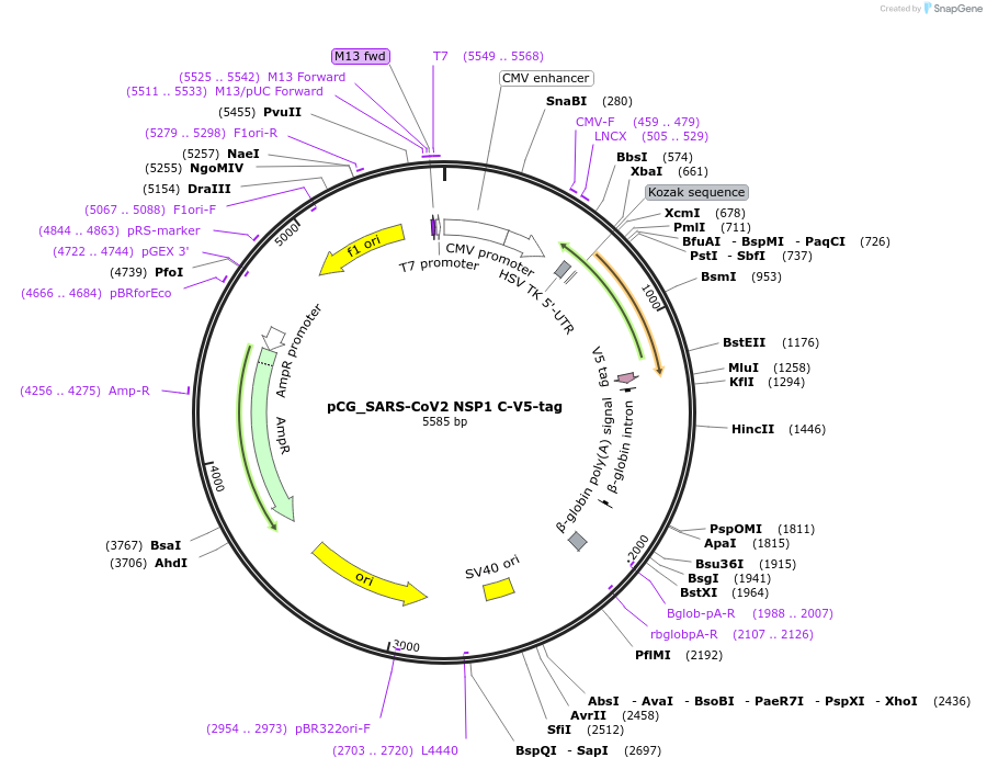 179972-plasmid-map-sequence-id-353832