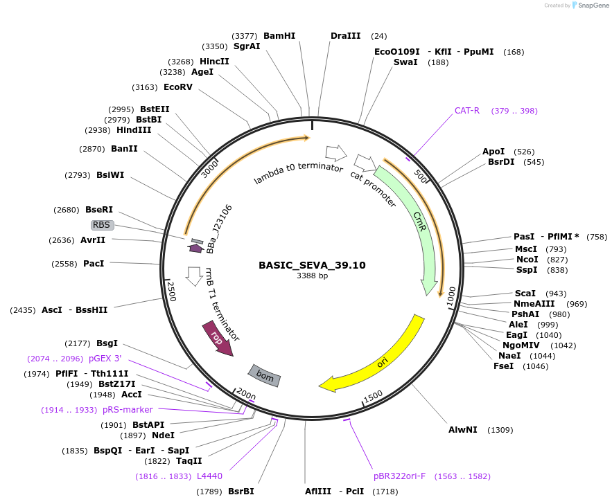 178926-plasmid-map-sequence-id-353834
