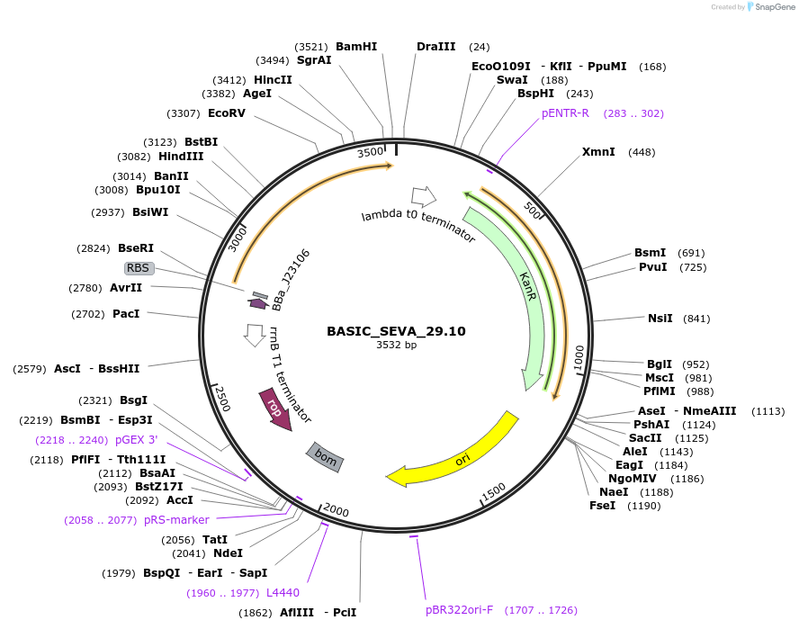 178921-plasmid-map-sequence-id-353842