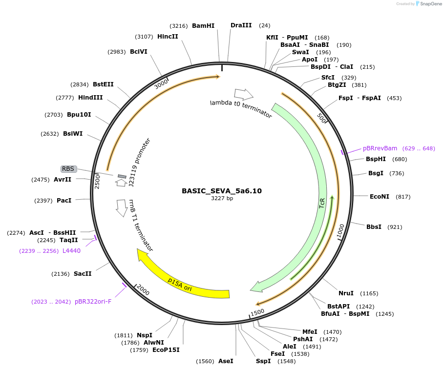 178934-plasmid-map-sequence-id-353849