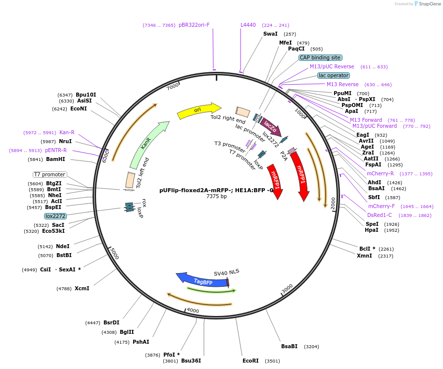 180007-plasmid-map-sequence-id-353852