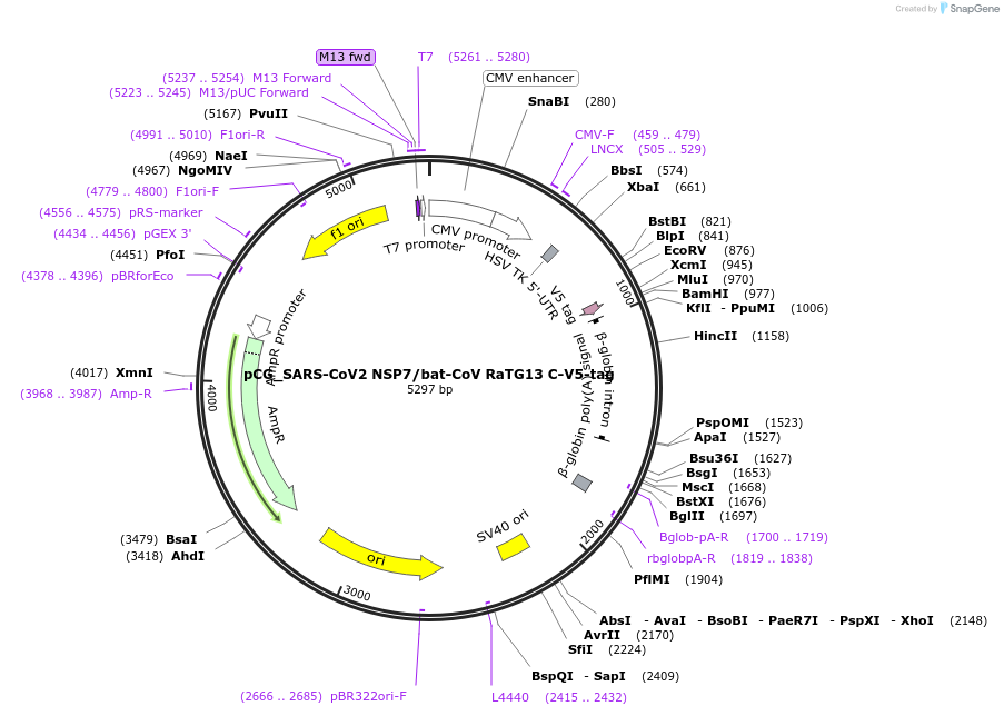 179974-plasmid-map-sequence-id-353863