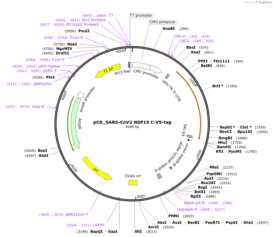 179975-plasmid-map-sequence-id-353864