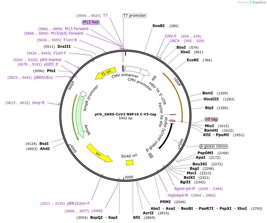 179976-plasmid-map-sequence-id-353865