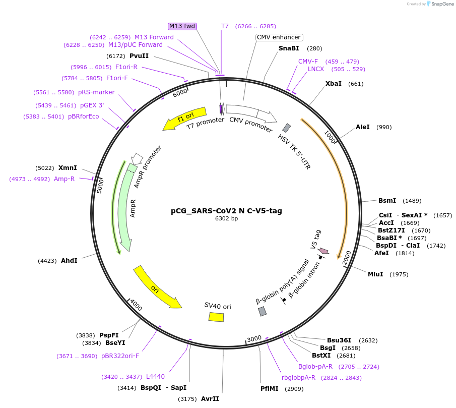 179979-plasmid-map-sequence-id-353869