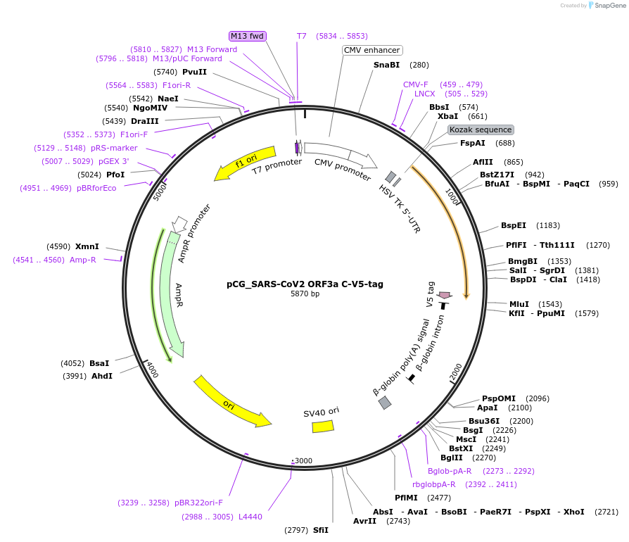 179980-plasmid-map-sequence-id-353870