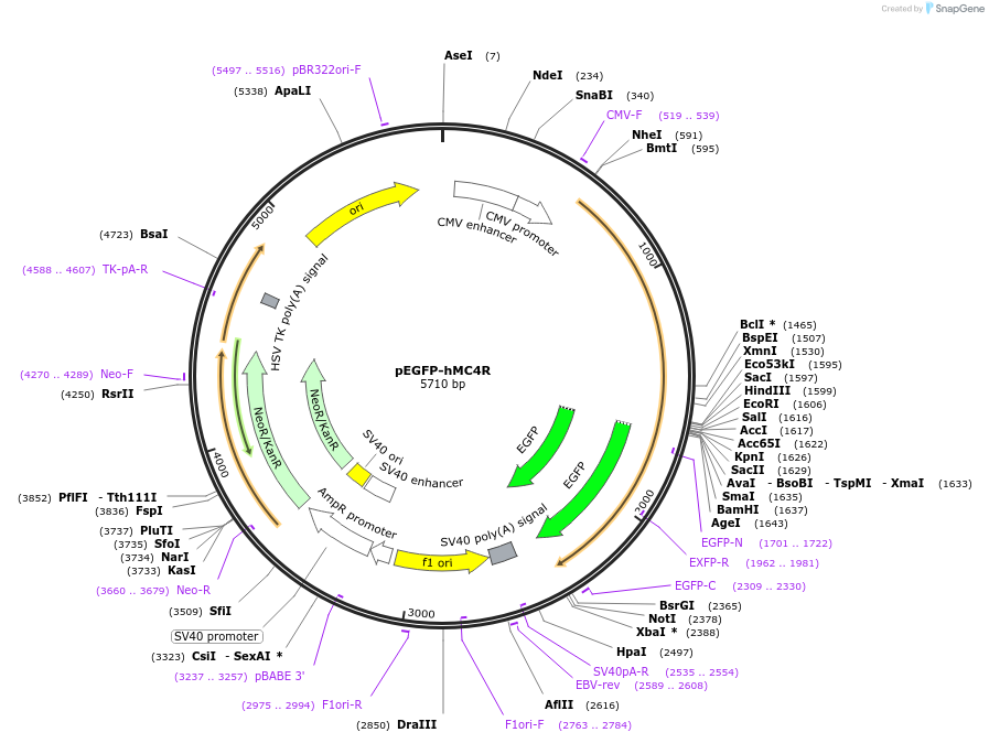 179315-plasmid-map-sequence-id-353882