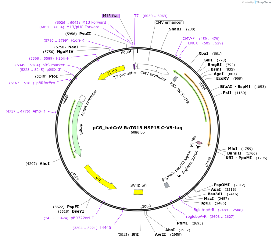 179984-plasmid-map-sequence-id-353883