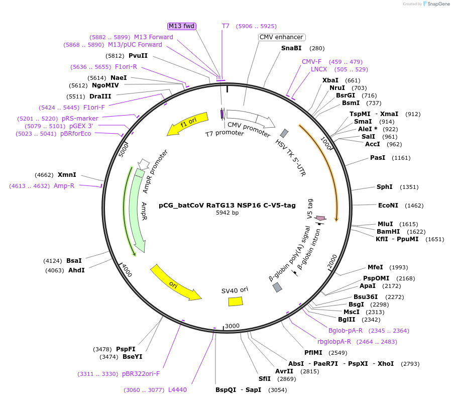 179985-plasmid-map-sequence-id-353885