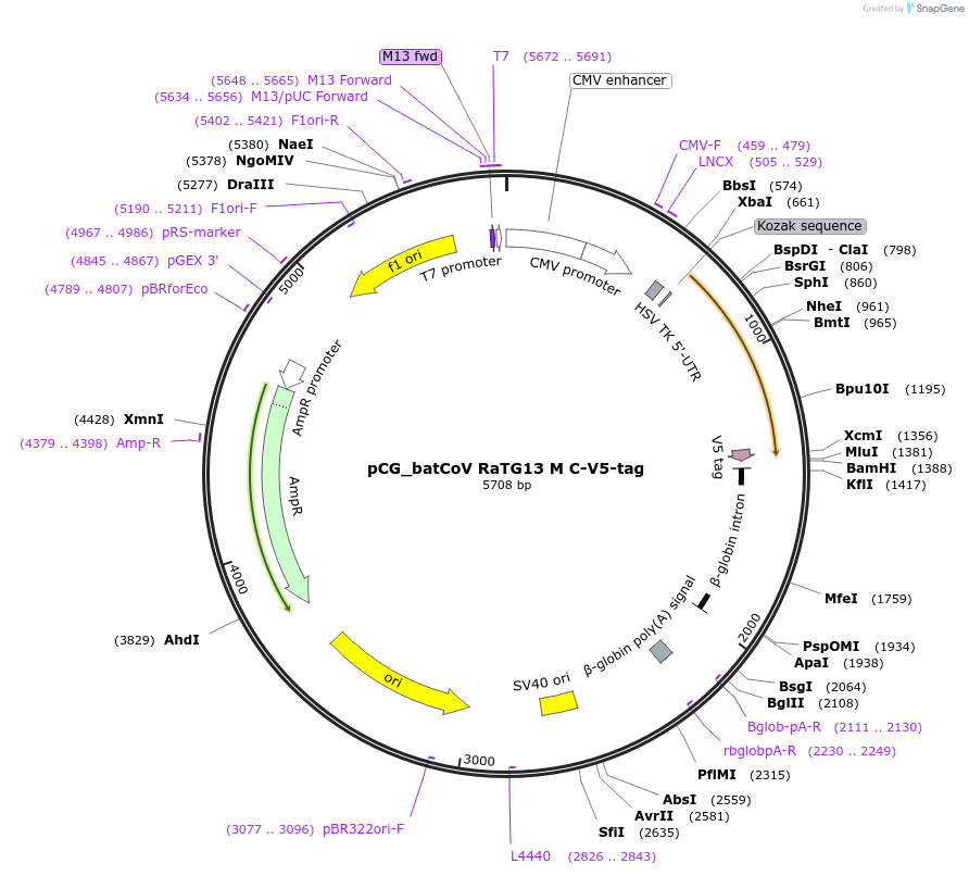 179986-plasmid-map-sequence-id-353887