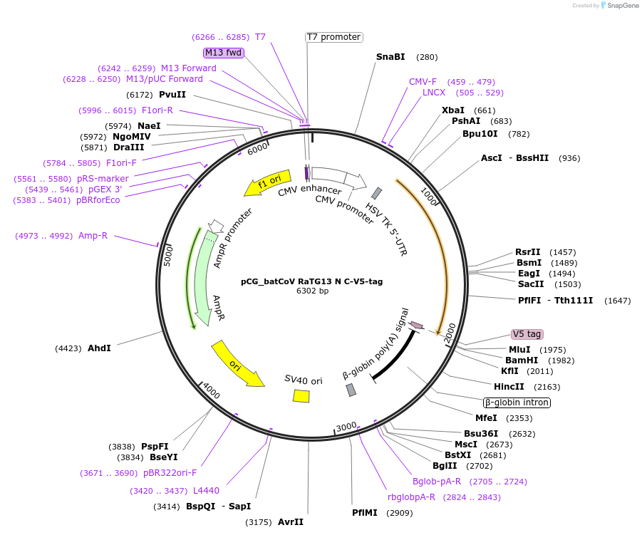 179987-plasmid-map-sequence-id-353888