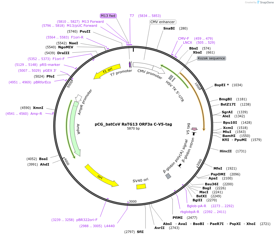179988-plasmid-map-sequence-id-353889