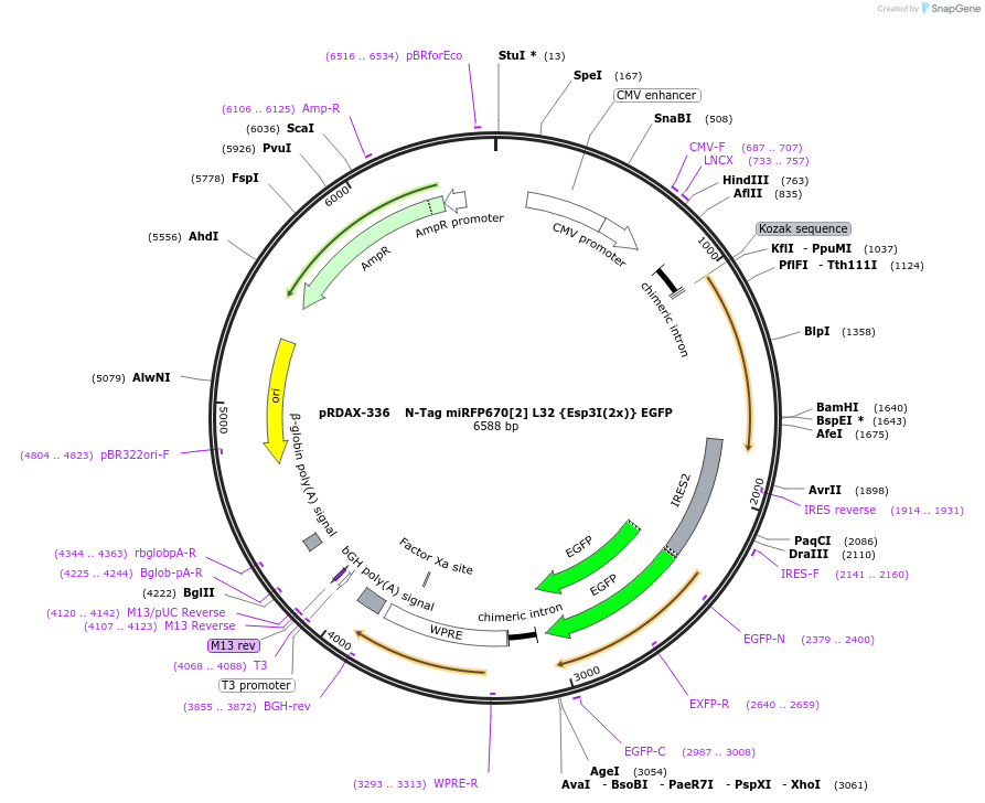 129839-plasmid-map-sequence-id-353891