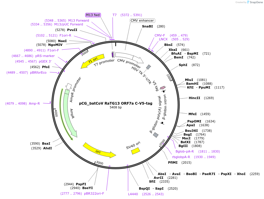 179989-plasmid-map-sequence-id-353892