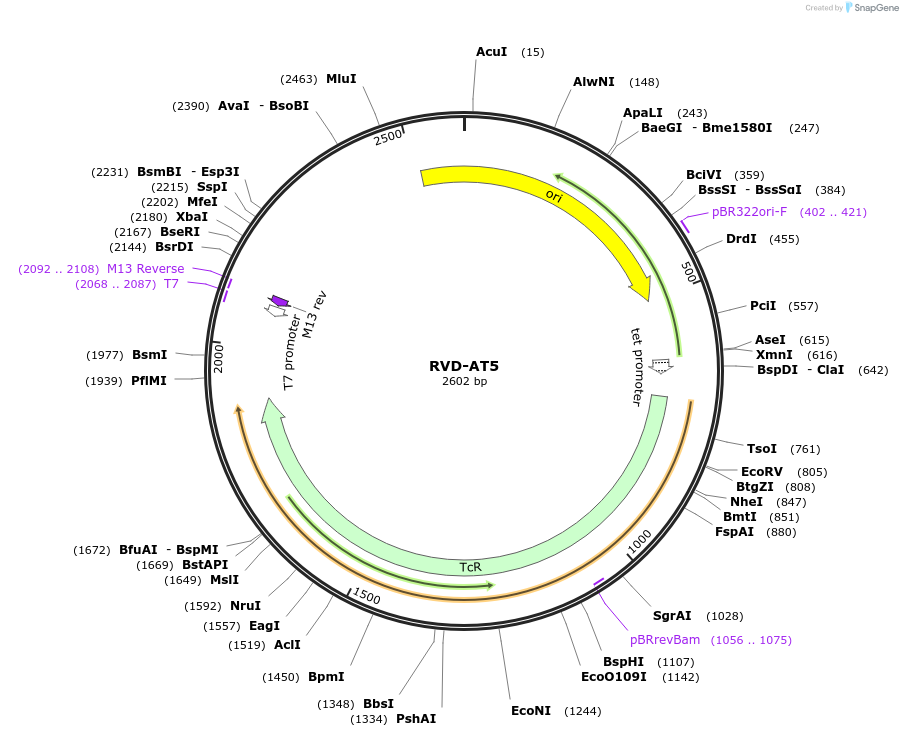 173276-plasmid-map-sequence-id-353897