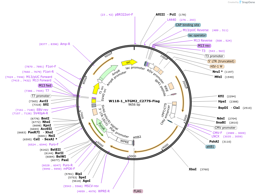 180412-plasmid-map-sequence-id-353904