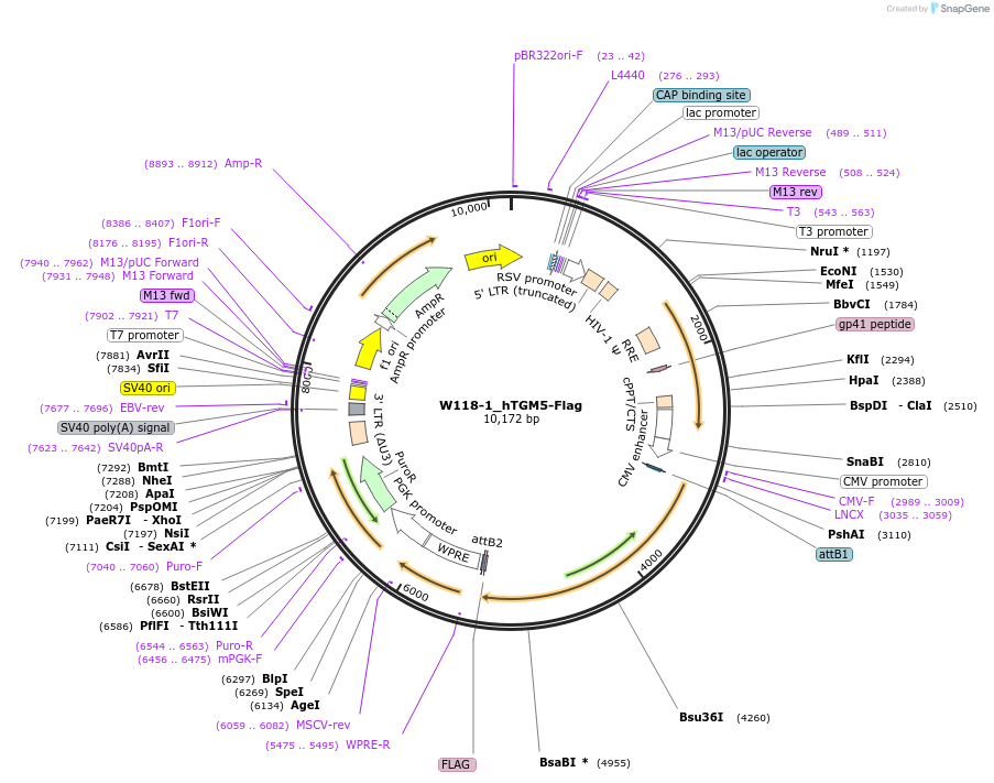 180410-plasmid-map-sequence-id-353907
