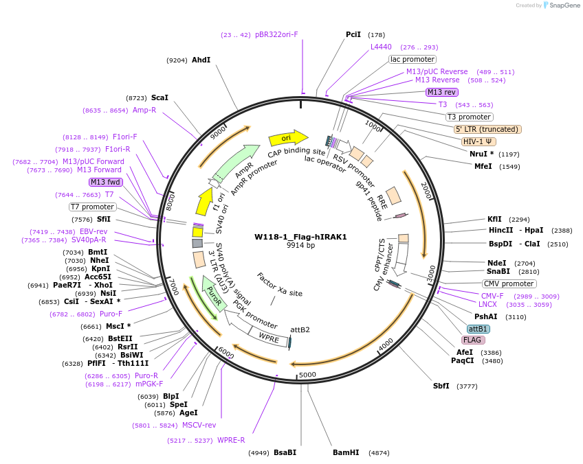 180405-plasmid-map-sequence-id-353913
