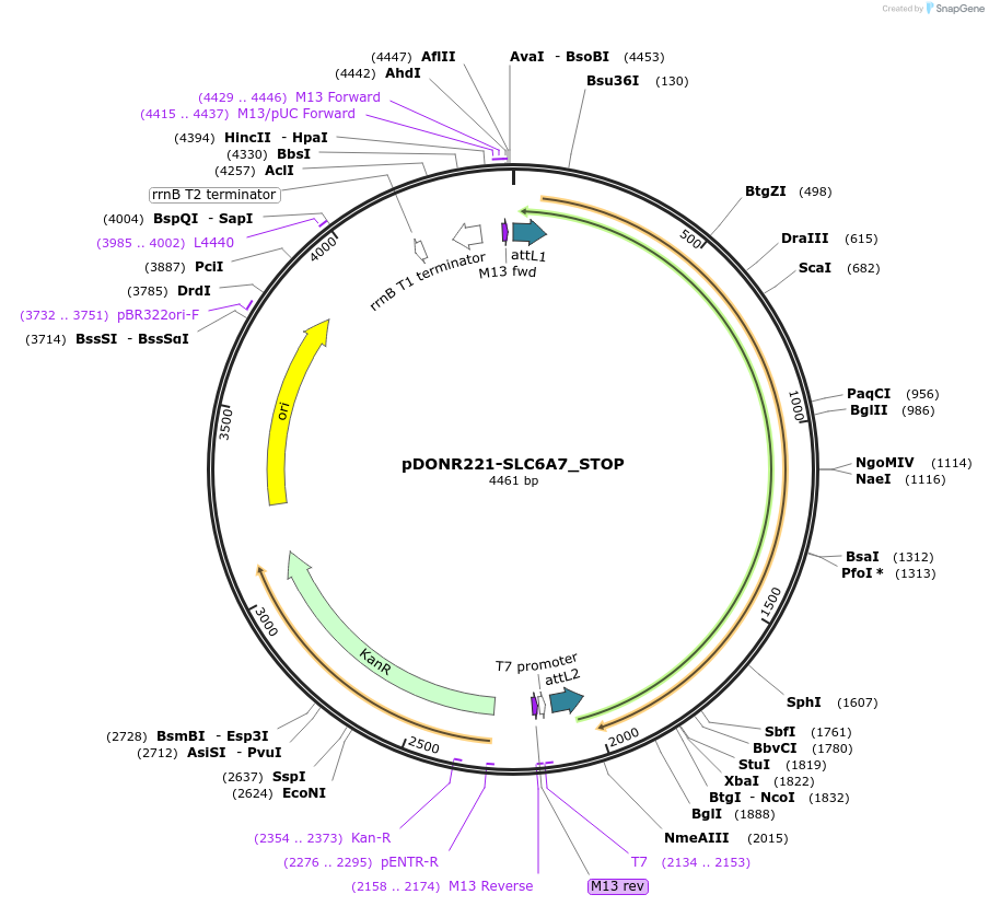161374-plasmid-map-sequence-id-353914
