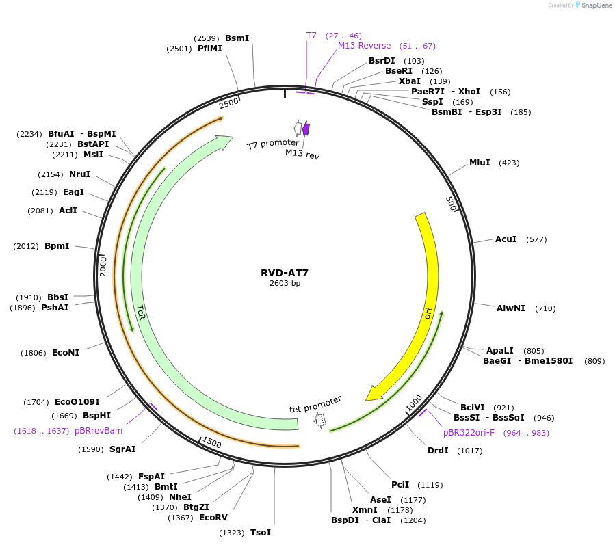 173278-plasmid-map-sequence-id-353916