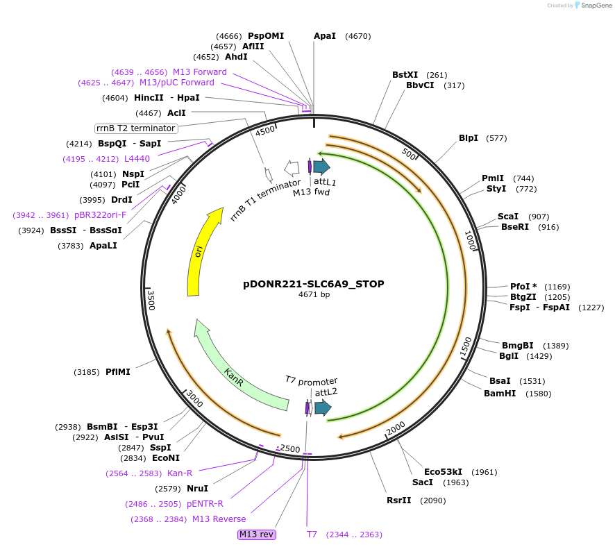 161386-plasmid-map-sequence-id-353917