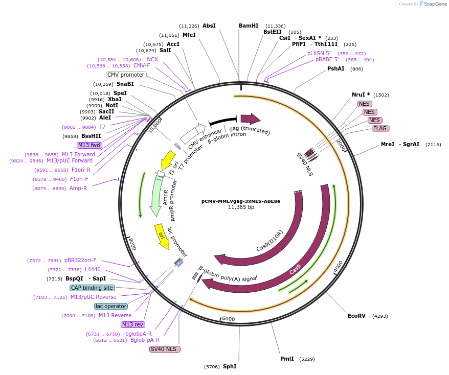 181751-plasmid-map-sequence-id-353935