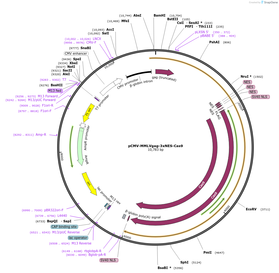 181752-plasmid-map-sequence-id-353936
