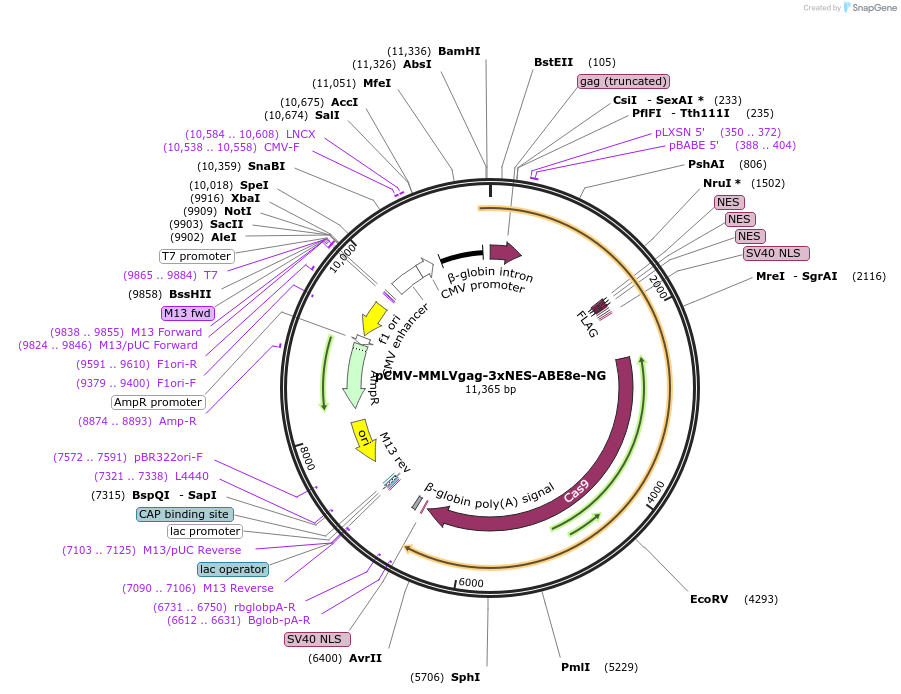 181754-plasmid-map-sequence-id-353937