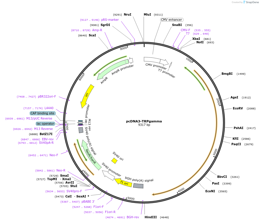 83271-plasmid-map-sequence-id-353939